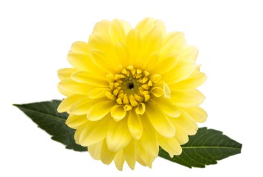 hassas güzel dahlia 