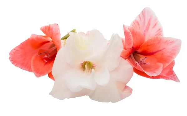 Gladiolus virág elszigetelt — Stock Fotó