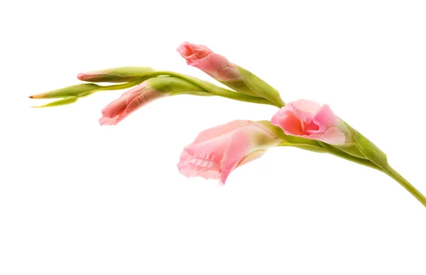 Gladiolus blomma isolerade — Stockfoto