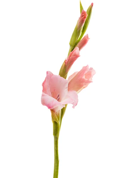 Gladiolen bloem geïsoleerd — Stockfoto