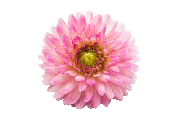 Fina vackra dahlia — Stockfoto