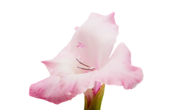 Цветок гладиолуса красивый — стоковое фото