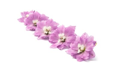 izole mor delphinium çiçek 