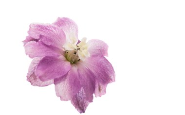 izole mor delphinium çiçek 