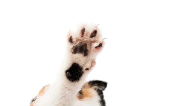 Zampa di gatto isolato — Foto Stock