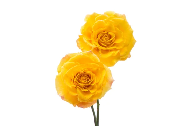 Isolert med gul rose – stockfoto