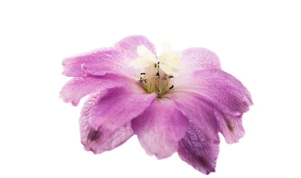 Violet delphinium flower geïsoleerd — Stockfoto