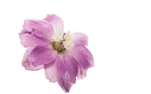 Delphinium fioletowy kwiat na białym tle — Zdjęcie stockowe