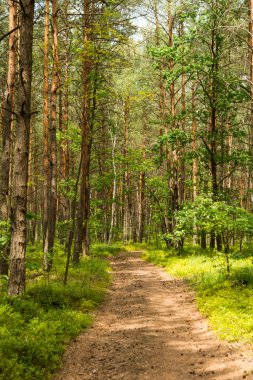 çam ormanı yakın çekim