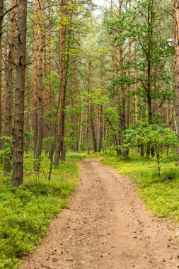 çam ormanı yakın çekim