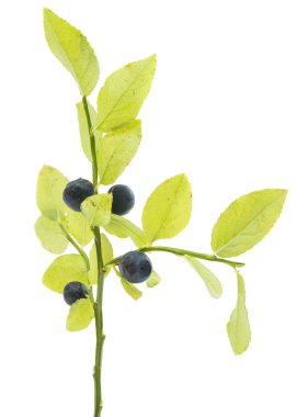 İzole yaban mersini yaban