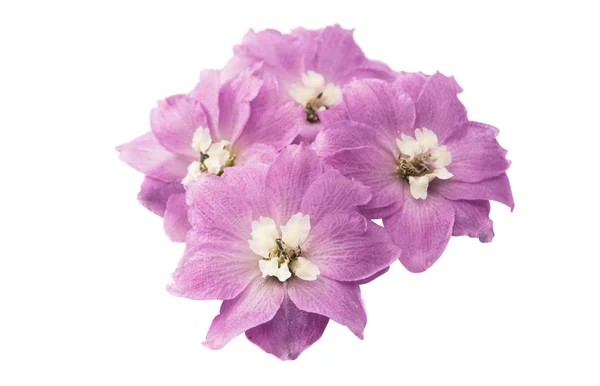 Flor de delfinio violeta aislada — Foto de Stock