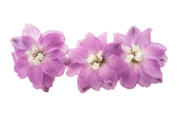 Violet delphinium flower geïsoleerd — Stockfoto