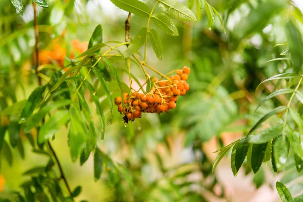 Rowan tree bogyók — Stock Fotó