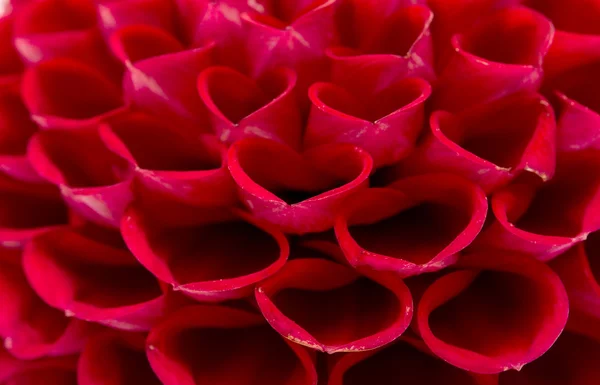 Macro shot of a Dahlia flower — Stock Photo, Image