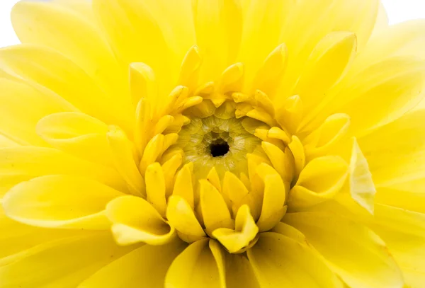 sarı Kasımpatı altın