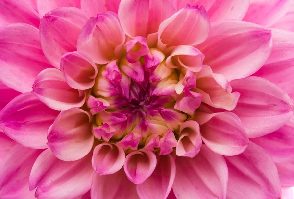 Yellow chrysanthemum gold — Stock Photo, Image