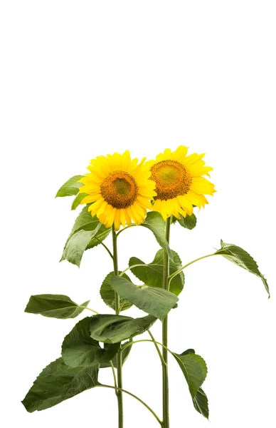 Sunflower isolated sunny — Stock Photo, Image