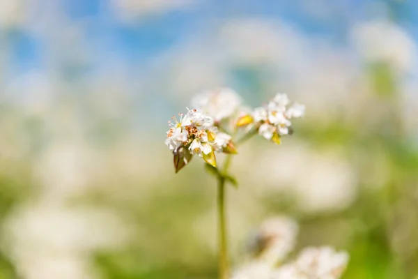 Bovete blomma jordbruk — Stockfoto