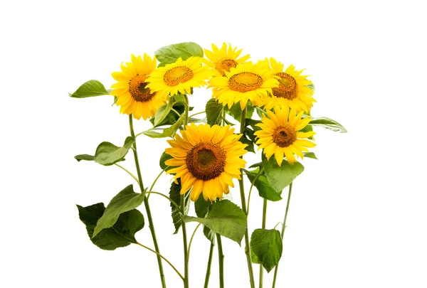 Sunflower isolated sunny — Stock Photo, Image