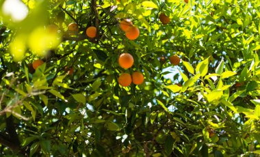 portakal bahçesinde bir ağaç üzerinde