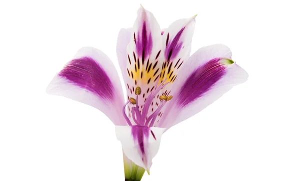 Alstroemeria lilás sobre um fundo branco — Fotografia de Stock