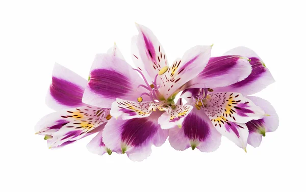 Lilac alstroemeria pada latar belakang putih — Stok Foto