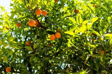 portakal bahçesinde bir ağaç üzerinde