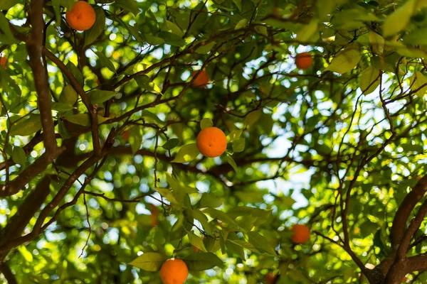 Laranjas em uma árvore no jardim — Fotografia de Stock