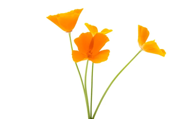 오렌지 양 귀 비 봄 — 스톡 사진