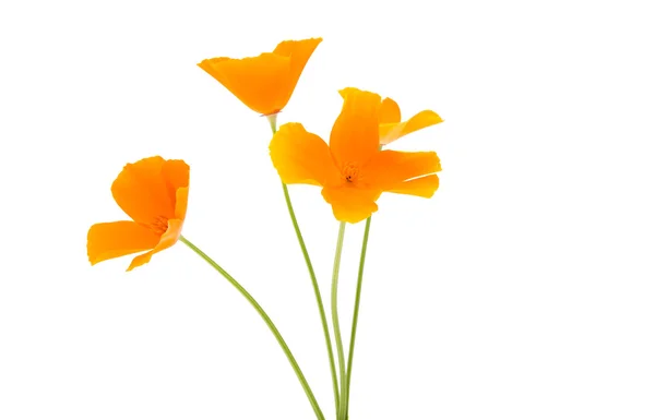 Orange poppy färgglada — Stockfoto