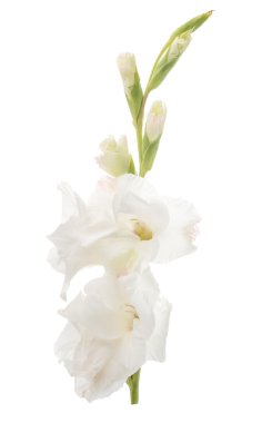 Glayöl çiçek güzel