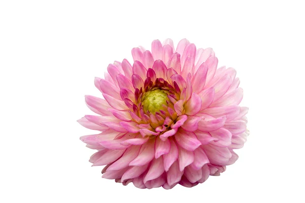 Beautiful dahlia botanical — Stock Photo, Image