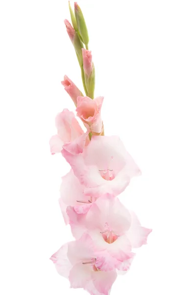 Gladiolus blomma vacker — Stockfoto