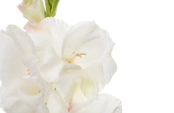Gladiolen blühen wunderschön — Stockfoto