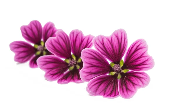 Lila květina izolované — Stock fotografie