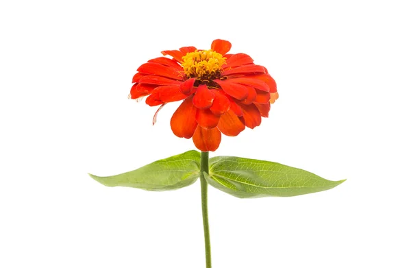 Zinnias flor isolada — Fotografia de Stock