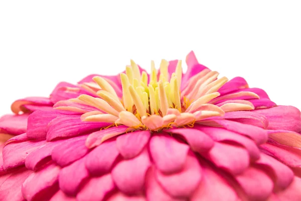 Zinnias flor isolada — Fotografia de Stock