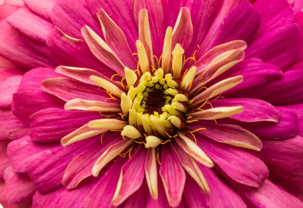 Zinnias flor isolada — Fotografia de Stock