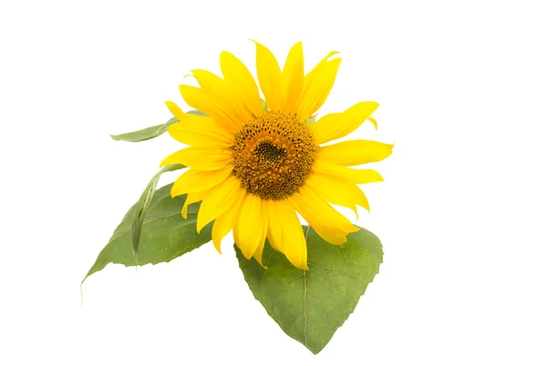 Country sunflower isolated — Stock Photo, Image