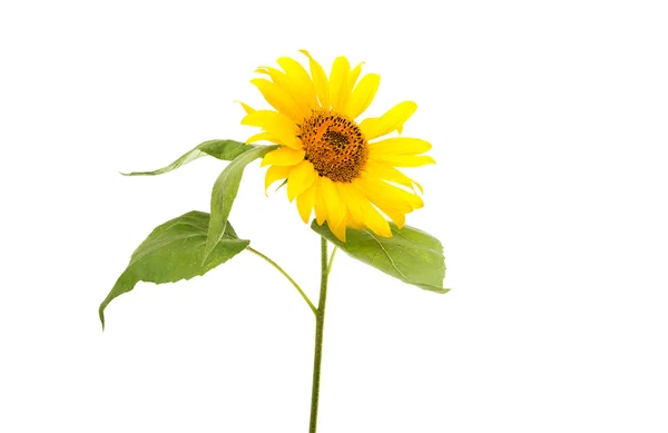 Country sunflower isolated — Stock Photo, Image