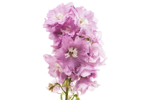 Menekşe delphinium çiçek — Stok fotoğraf