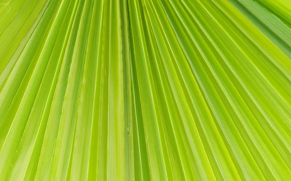 Yeşil palmiye yaprağı doku — Stok fotoğraf