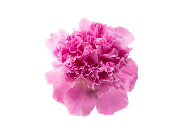 Pivoine fleur isolée — Photo