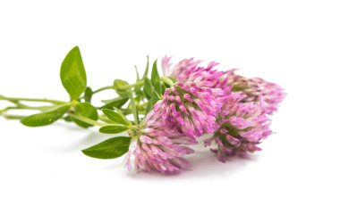 yonca çiçek buketi