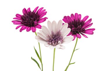 İzole Osteosperumum çiçek papatya