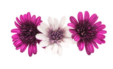 İzole Osteosperumum çiçek papatya