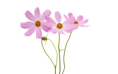 izole güzel cosmos çiçek