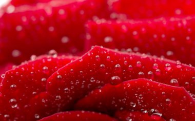 kırmızı gül çiçek