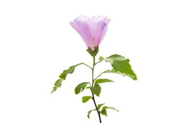 hibiscus çiçeği yalıtılmış 